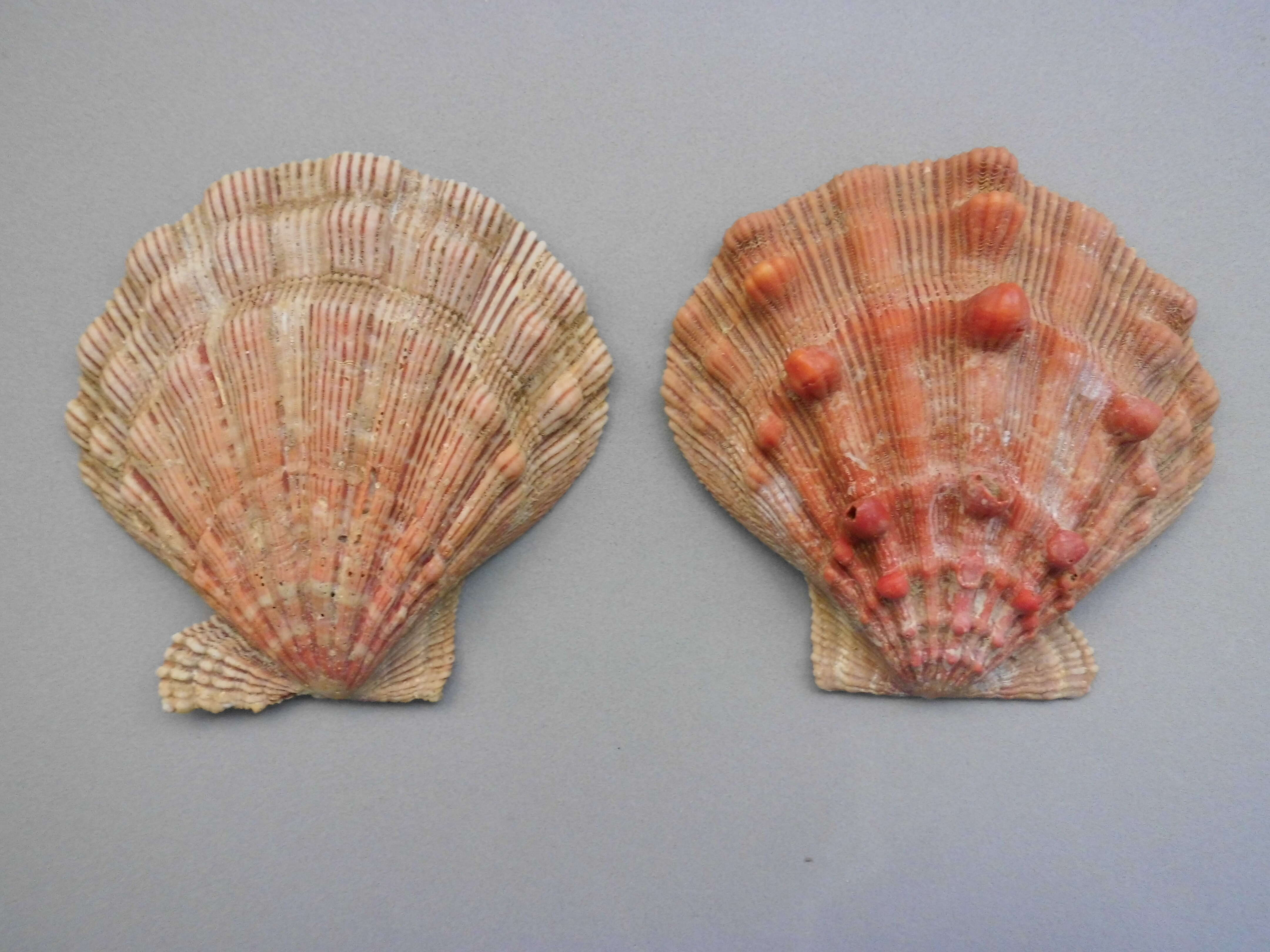 Image of Nodipecten Dall 1898