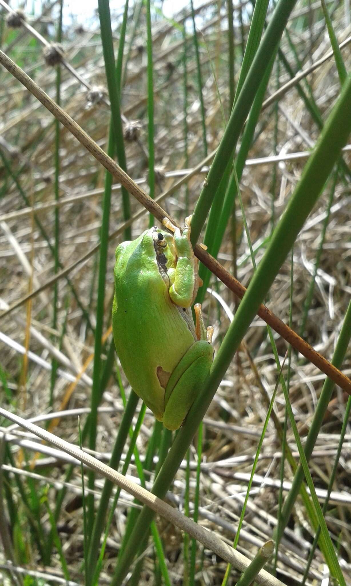 Image of European Treefrog