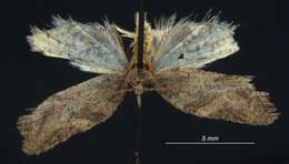 Image of Argyrotaenia franciscana insulana Powell 1964