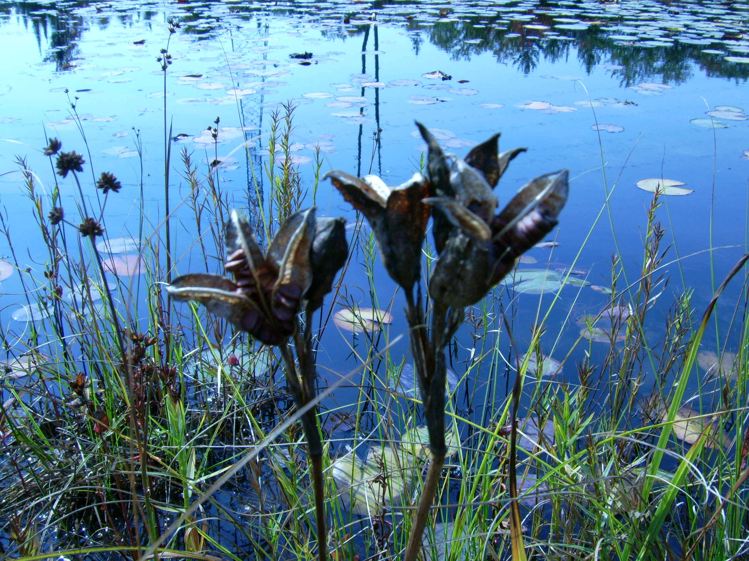 Image of blue flag