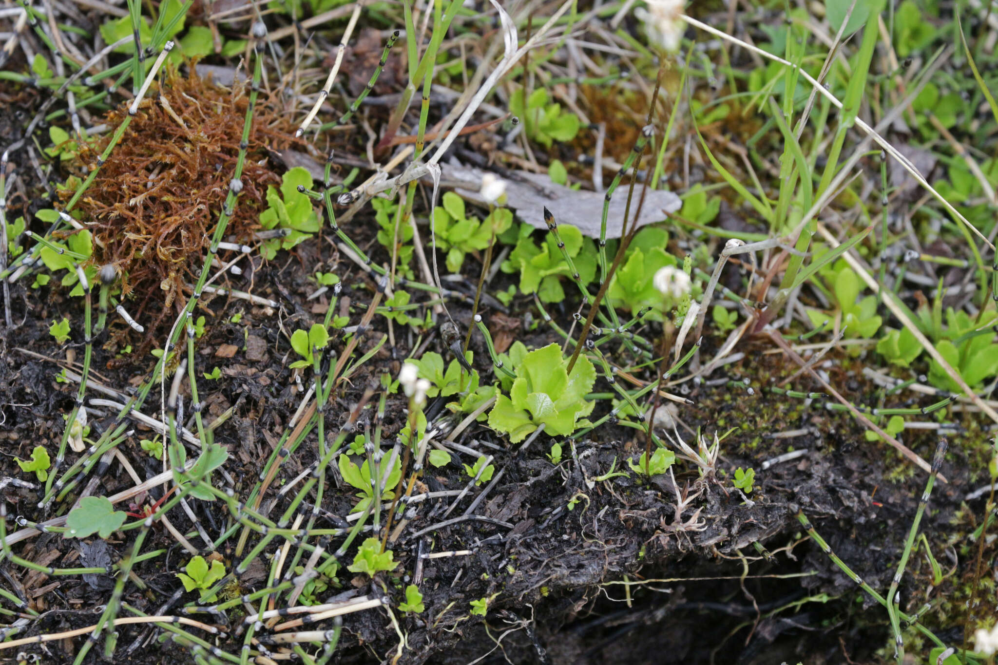 Imagem de Primula mistassinica Michx.