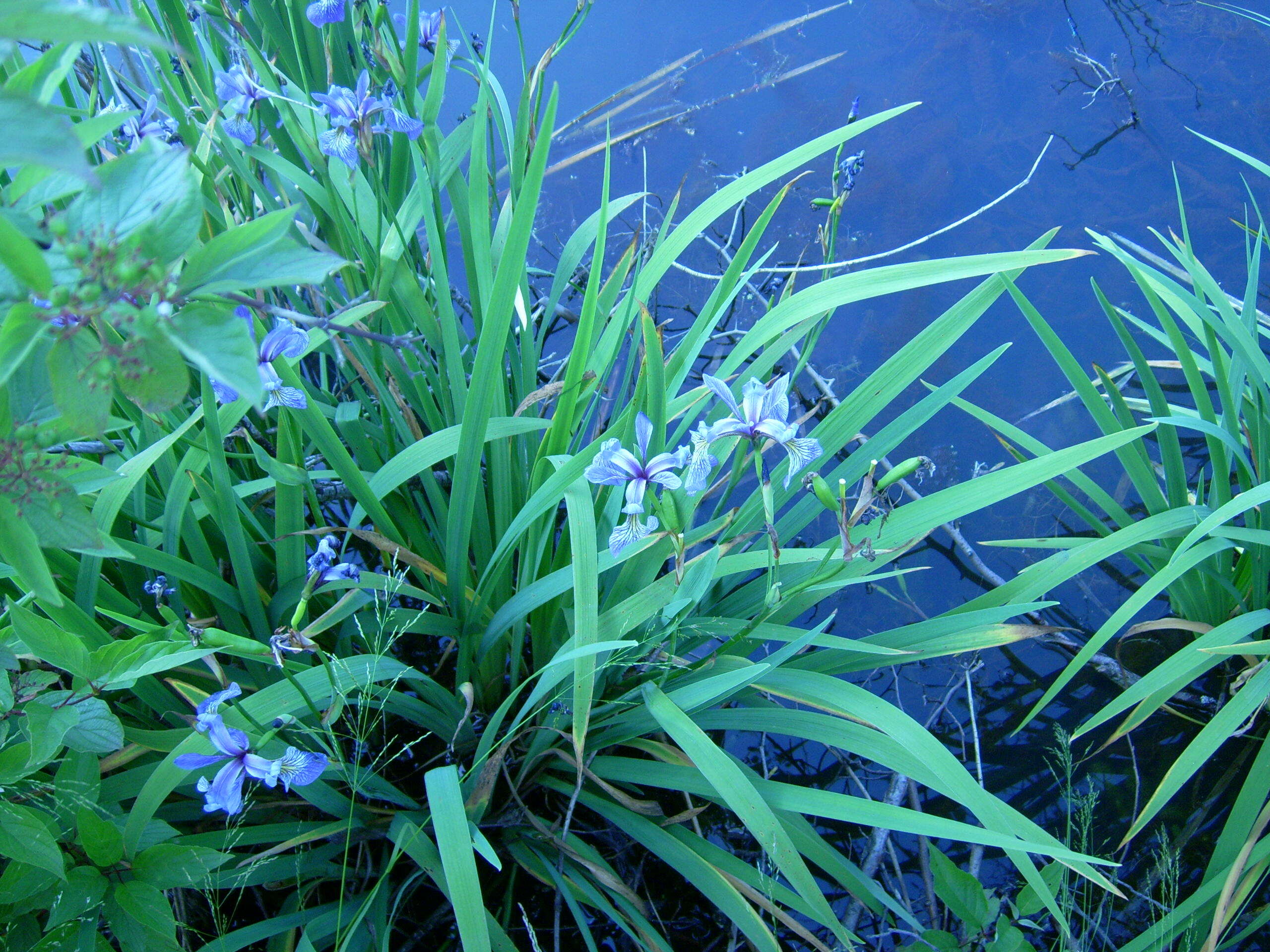 Image de blue flag iris versicolore