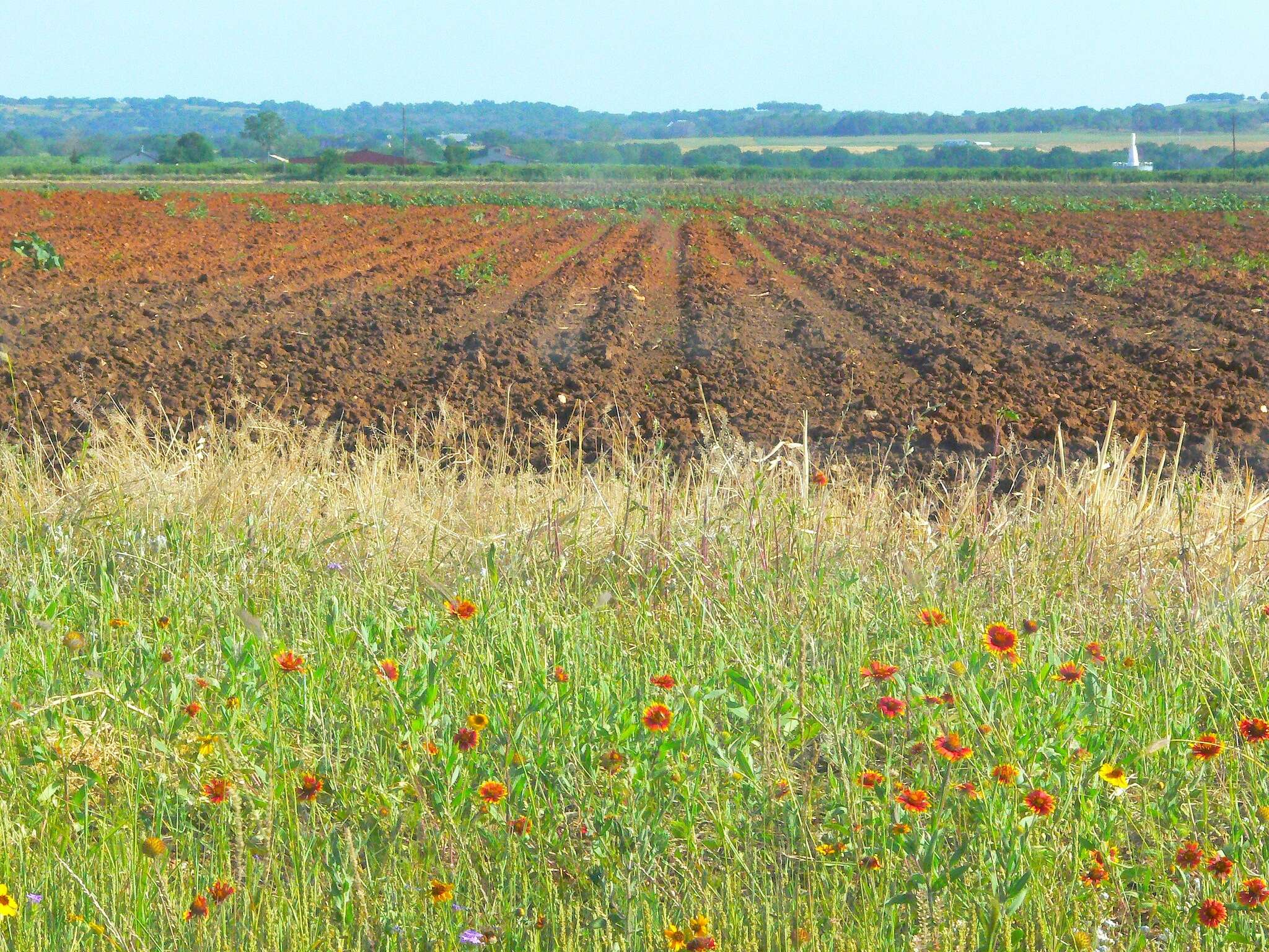 Image of <i>Gaillardia <i>pulchella</i></i> var. pulchella