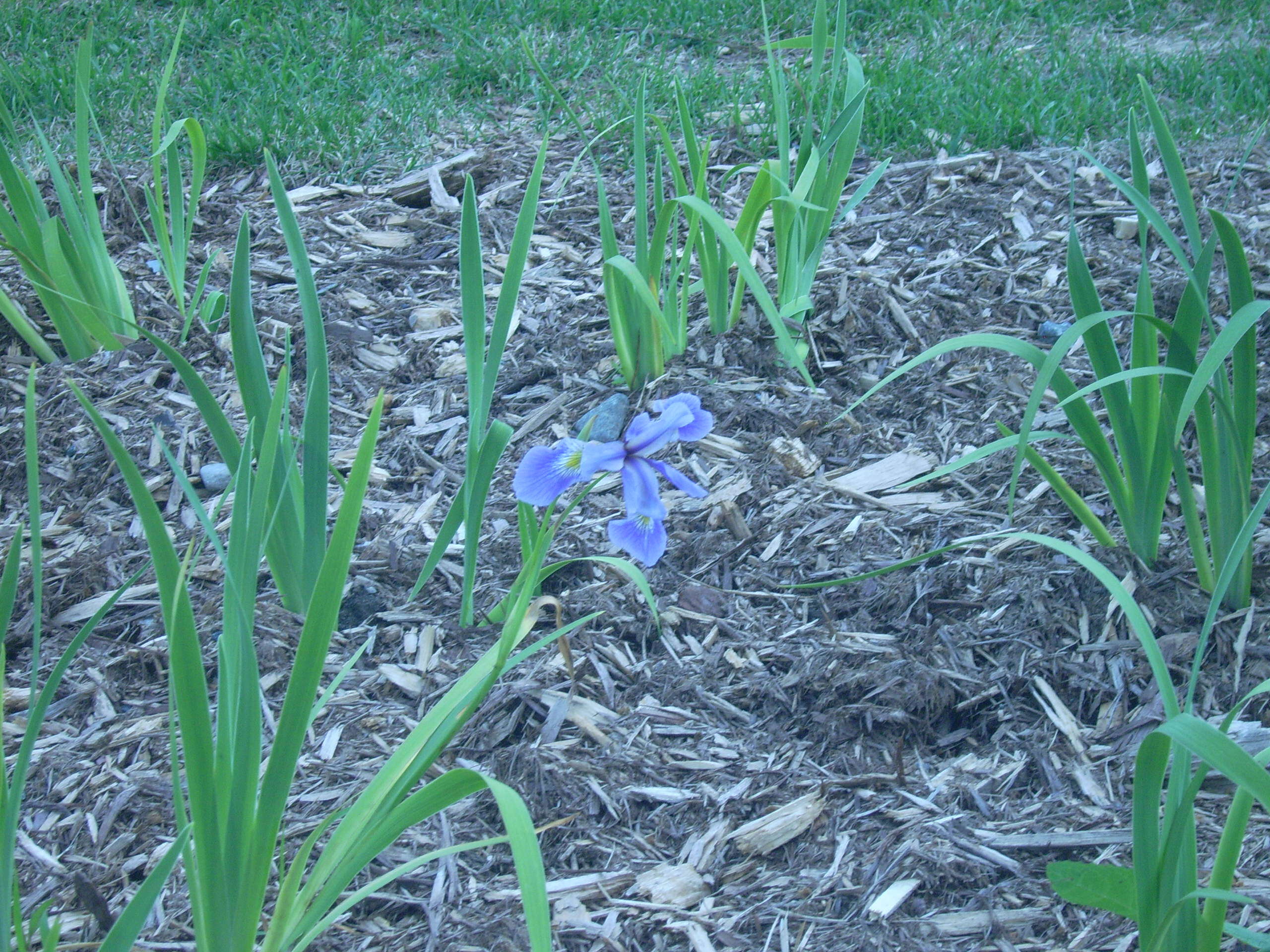 Image of blue flag