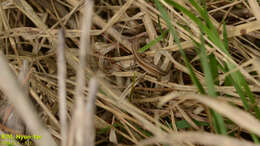 Image of Mountain grass lizard