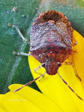 Image of Dryadocoris apicalis