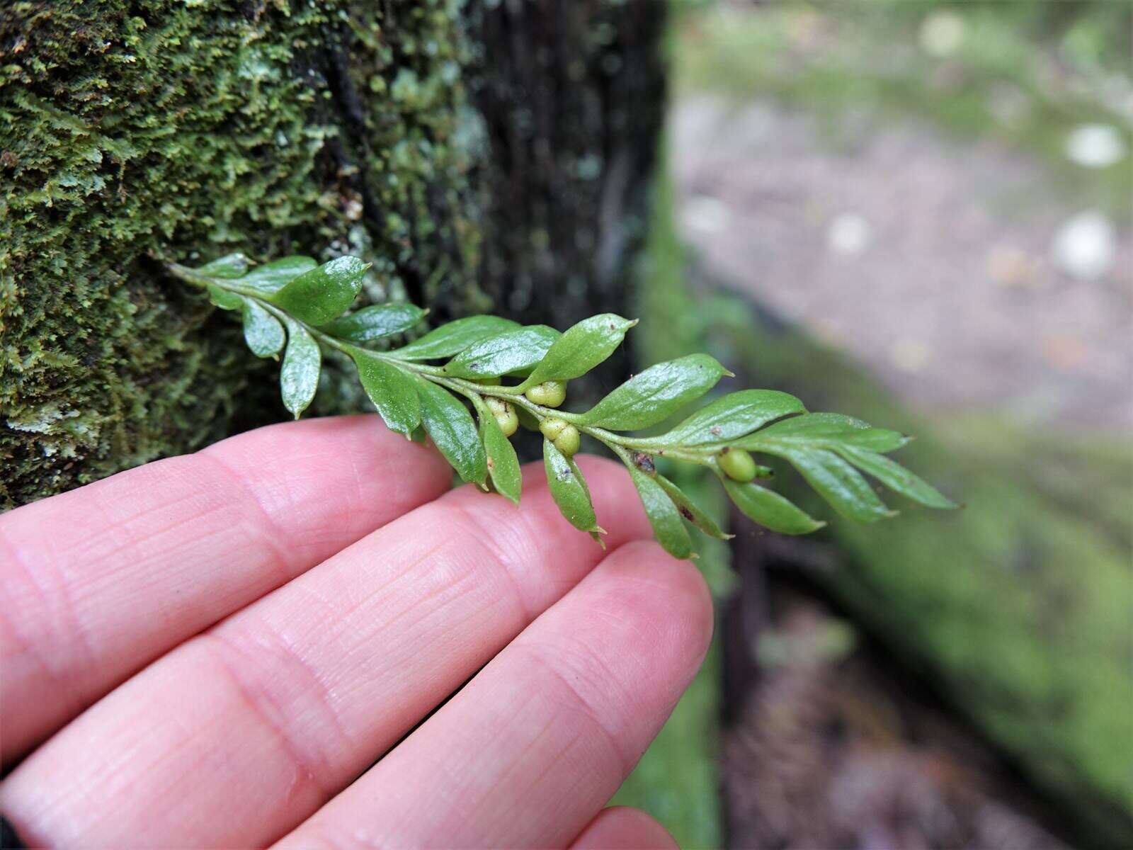 Image of Tmesipteris lanceolata Dangeard