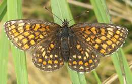 Image of Melitaea athalia