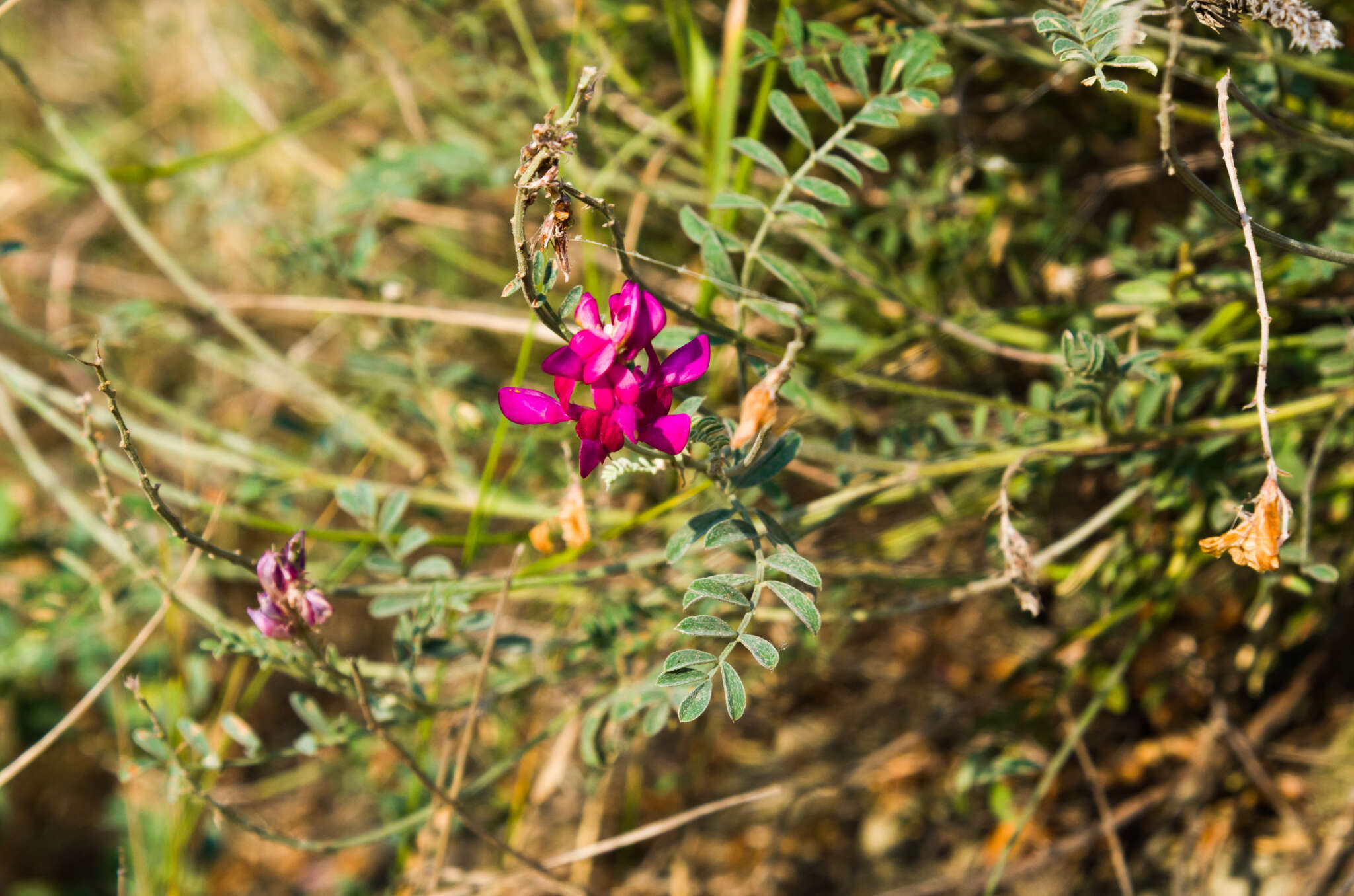 Image de Hedysarum tauricum Willd.