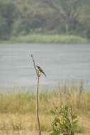 Merops bulocki frenatus Hartlaub 1854 resmi