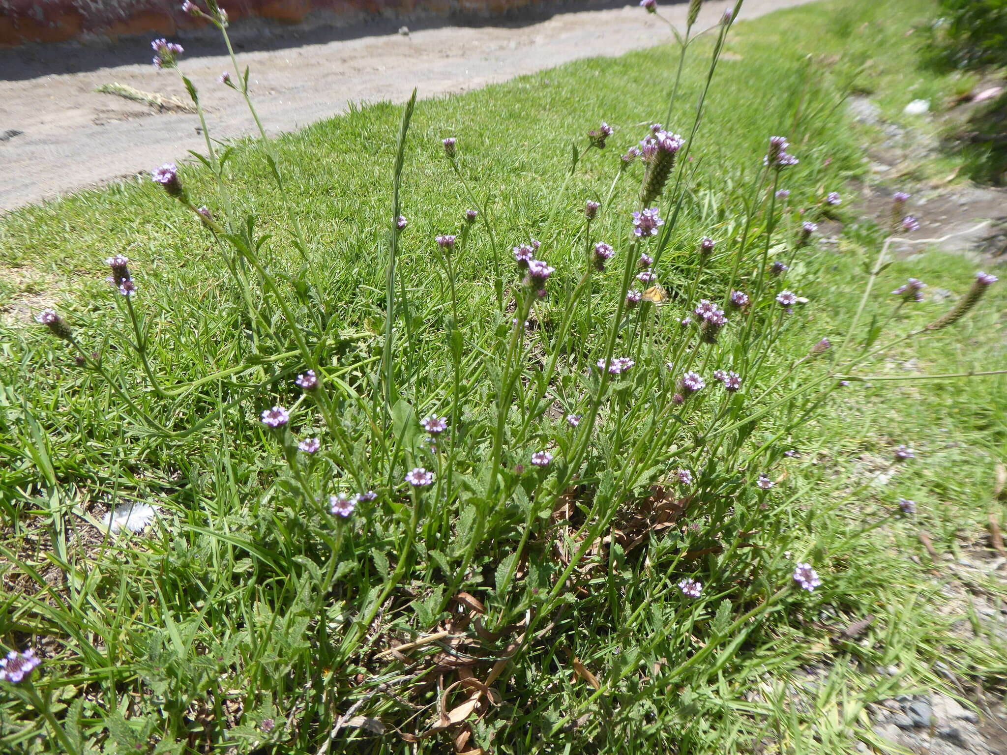 Image of Verbena hispida Ruiz & Pav.