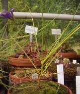 Image of rainbow plant