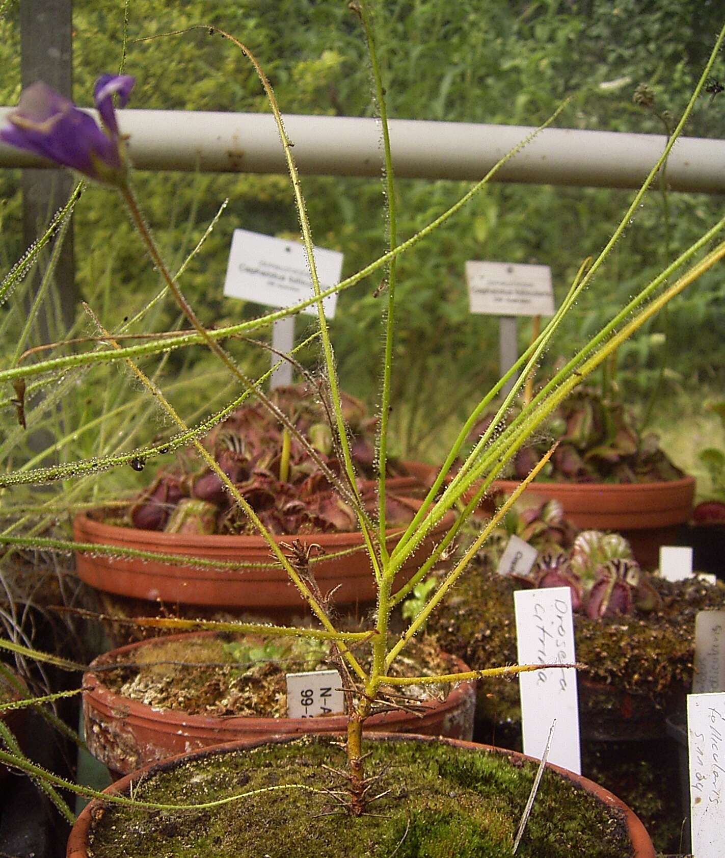 Image of rainbow plant