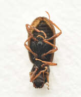 Image of Hydraena (Phothydraena) testacea Curtis 1830
