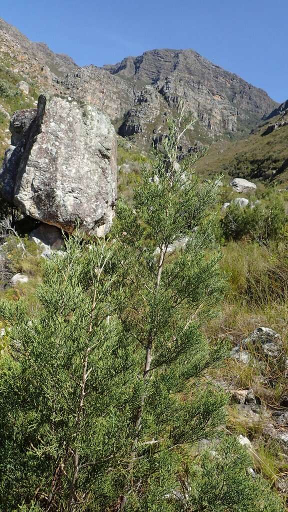 Image of Mountain cedar