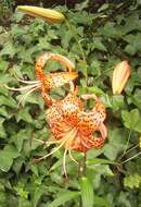 Image of Tiger lily