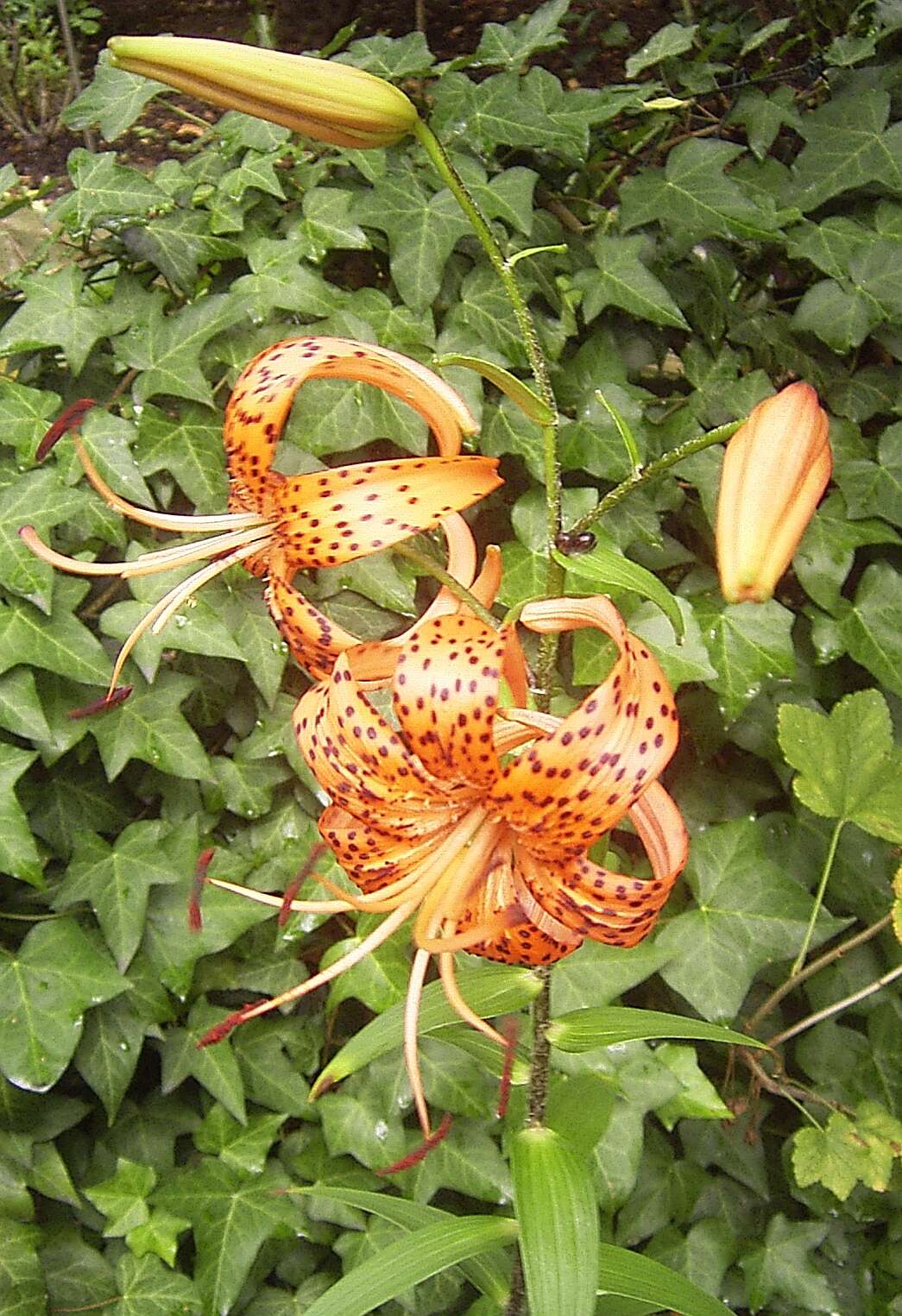 Image of Tiger lily