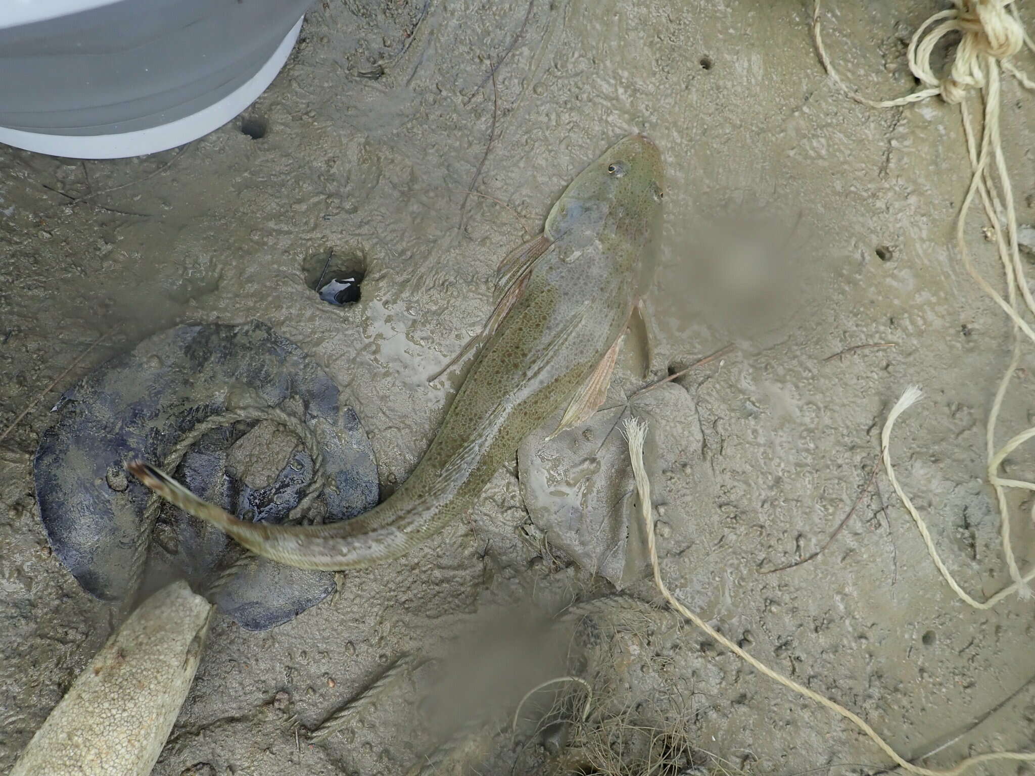 Image of Bar-tailed Flathead