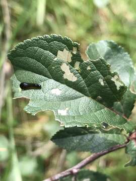 Image of Cherry slug