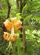 Image of Henry's lily