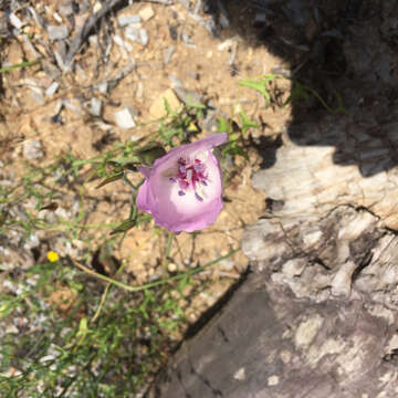 Image of splendid mariposa lily