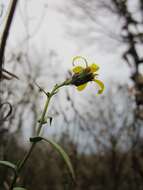 Plancia ëd Sonchus asper (L.) Hill