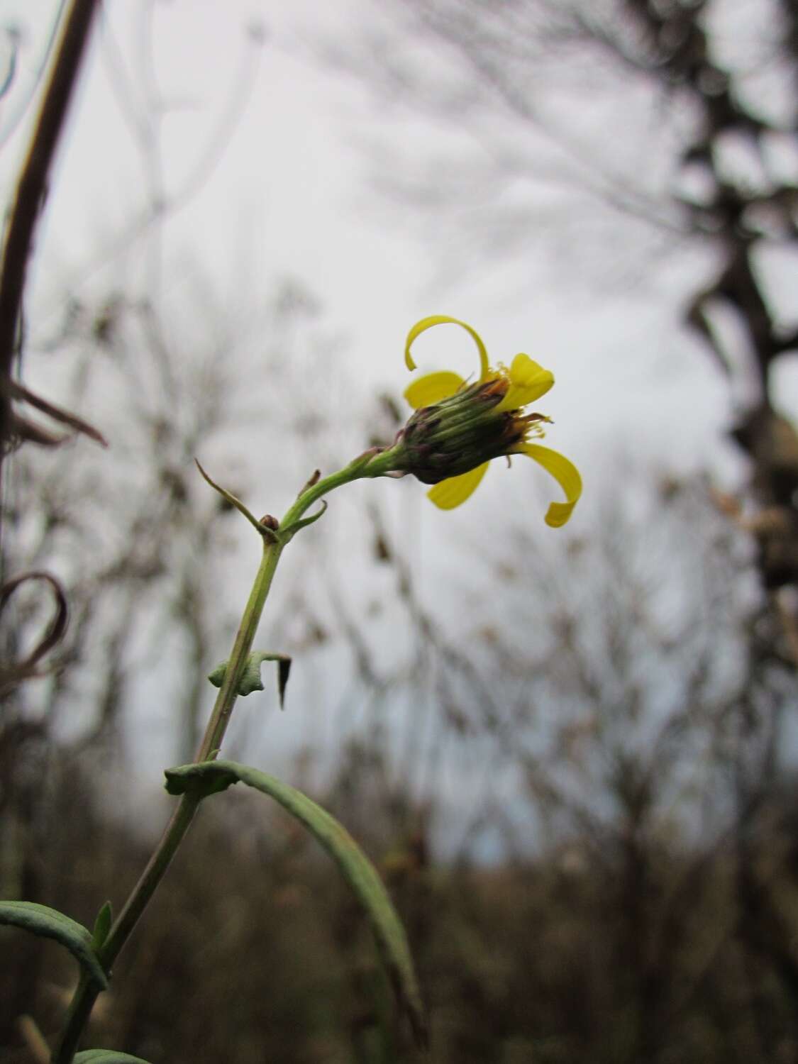 Plancia ëd Sonchus asper (L.) Hill