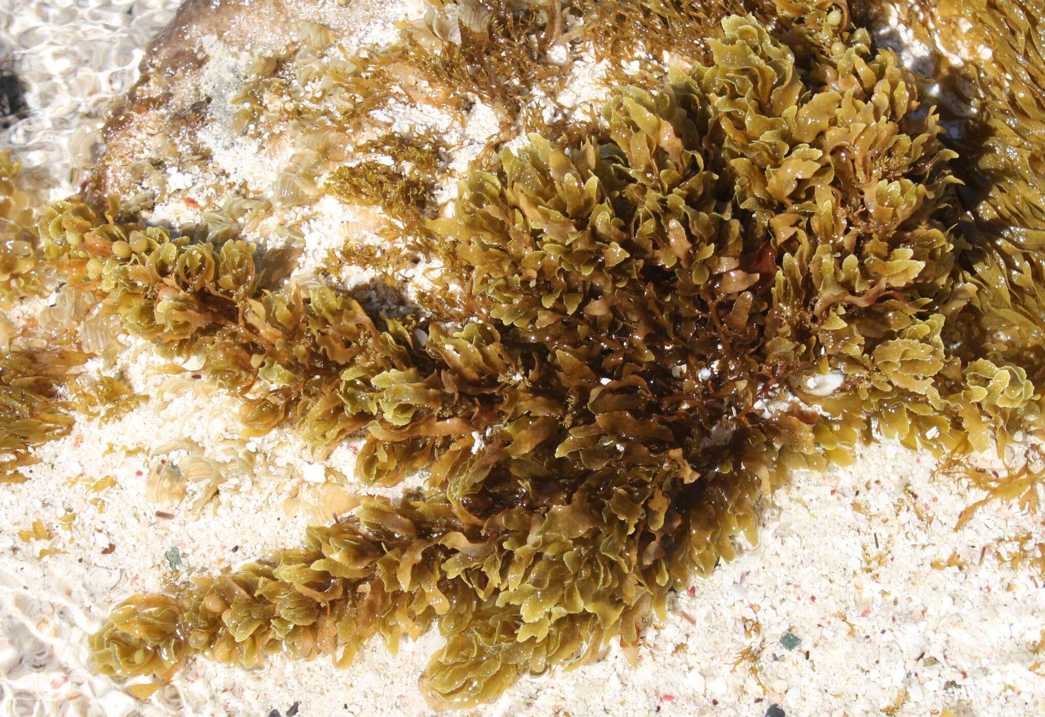 Image of Sargassum polyceratium