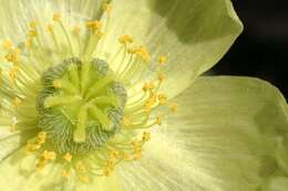 Imagem de Papaver alpinum L.