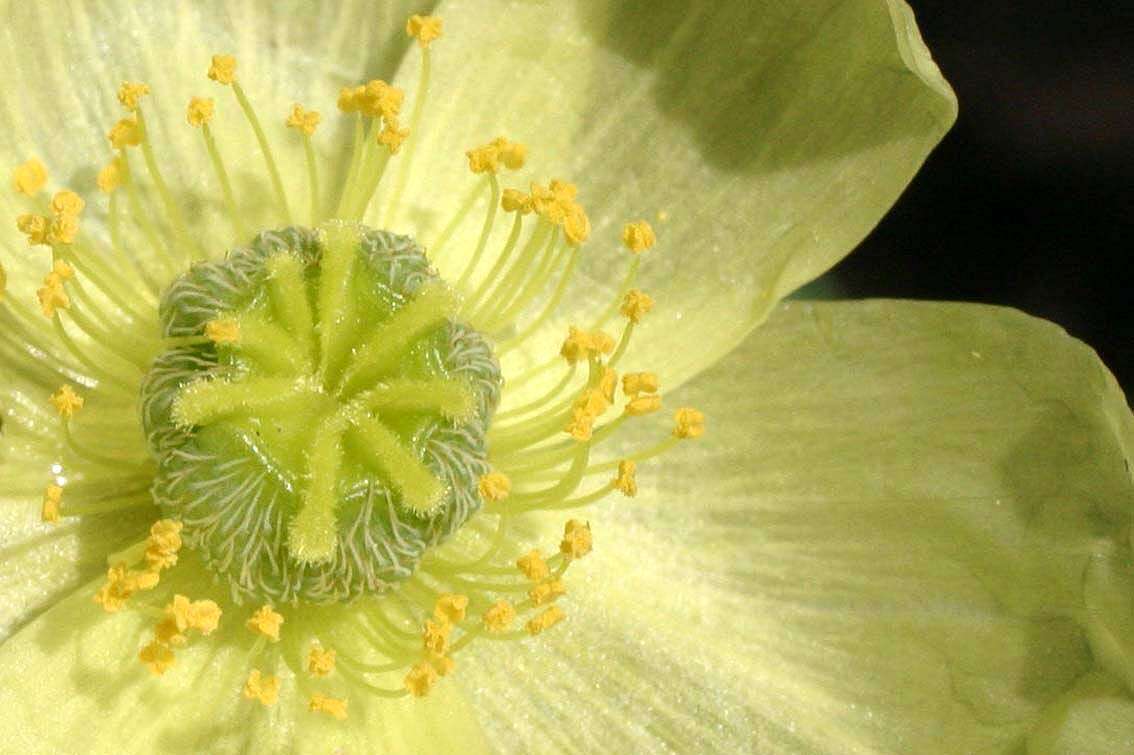 Imagem de Papaver alpinum L.