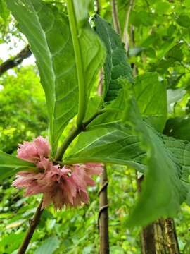 Image of Drymonia parviflora Hanst.