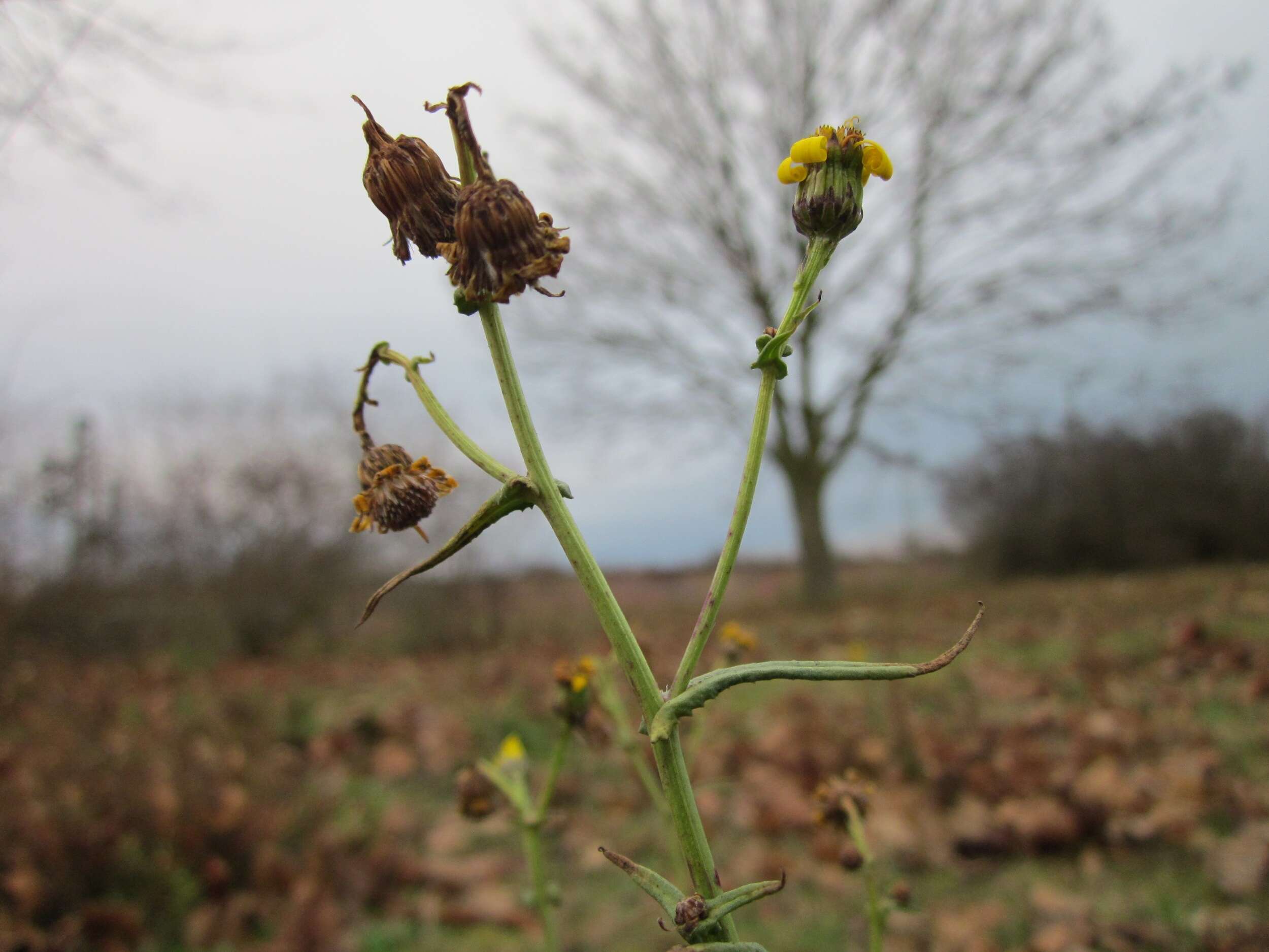 Plancia ëd Sonchus asper (L.) Hill