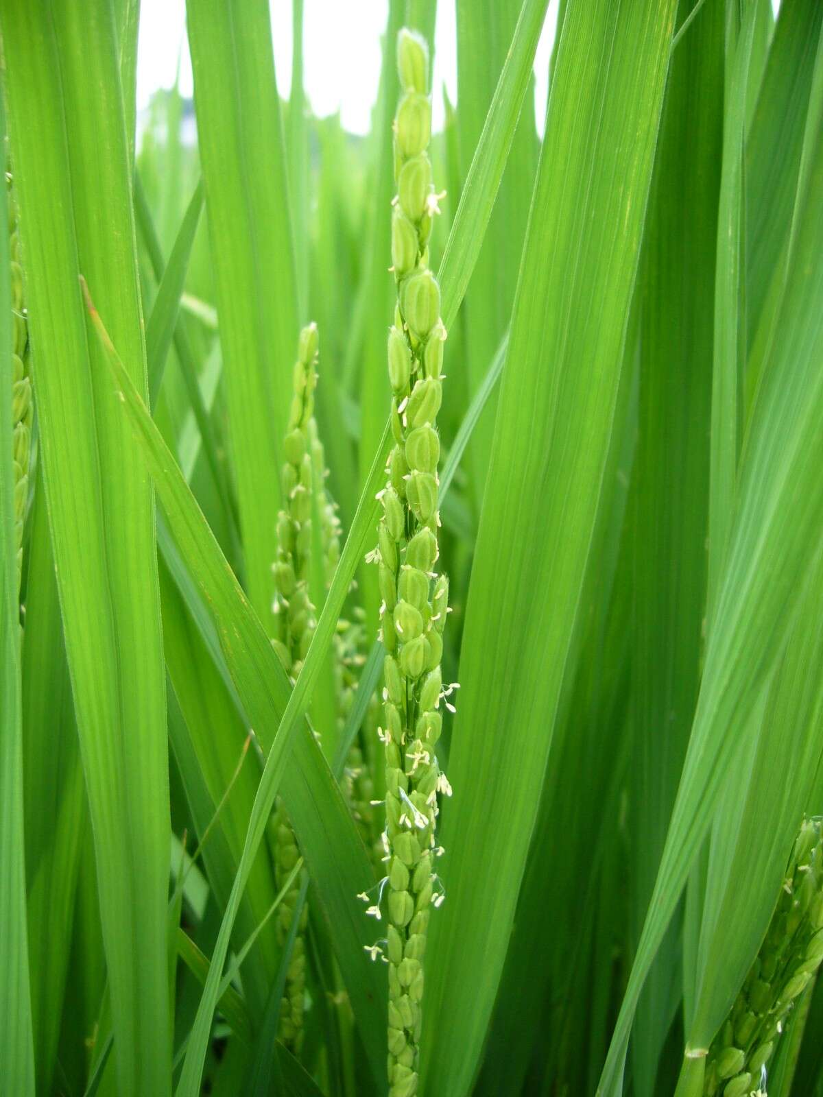 Imagem de Oryza sativa L.