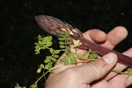 Image de Orobanche crenata Forsskál