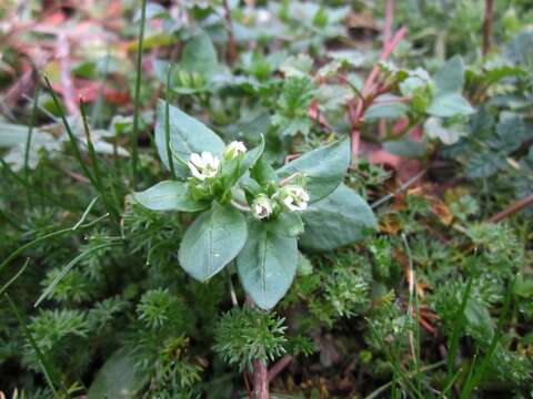 Image of common chickweed