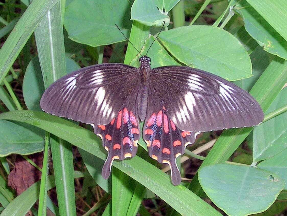 Image of Papilio polytes Linnaeus 1758