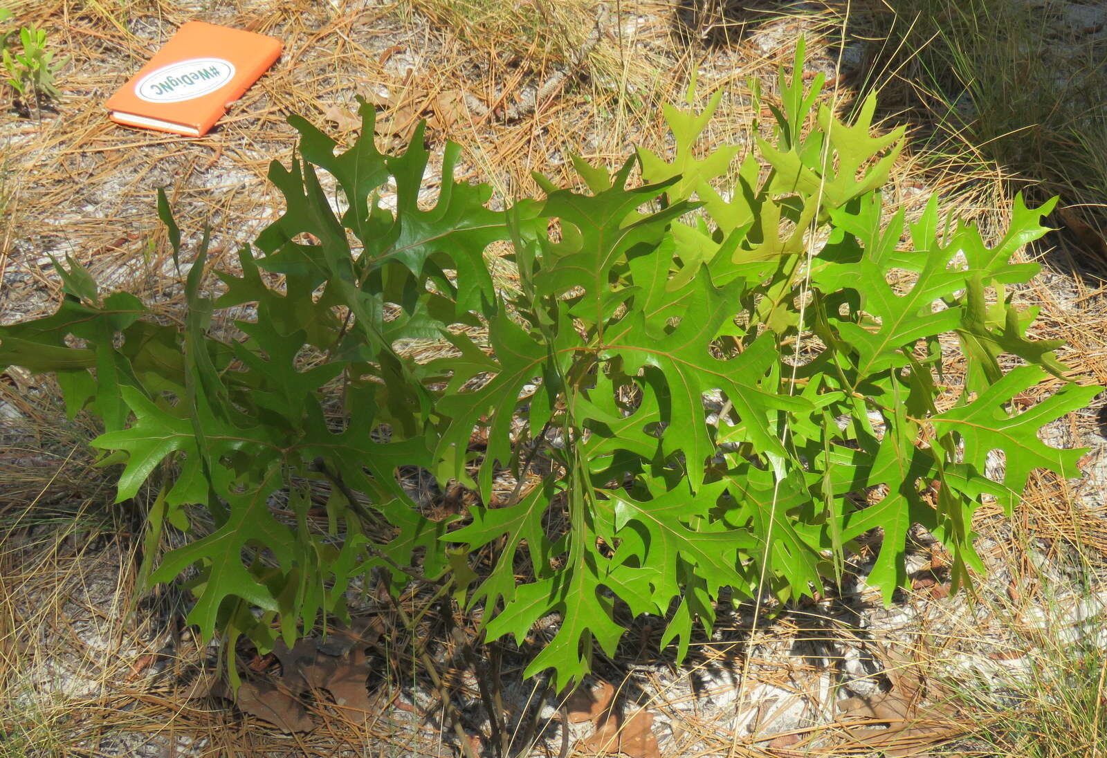 Image of Turkey Oak