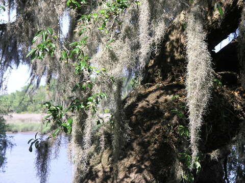 Sivun Tillandsia usneoides (L.) L. kuva