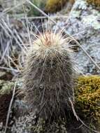 Image of Echinocereus russanthus subsp. weedinii Leuck ex W. Blum & Mich. Lange