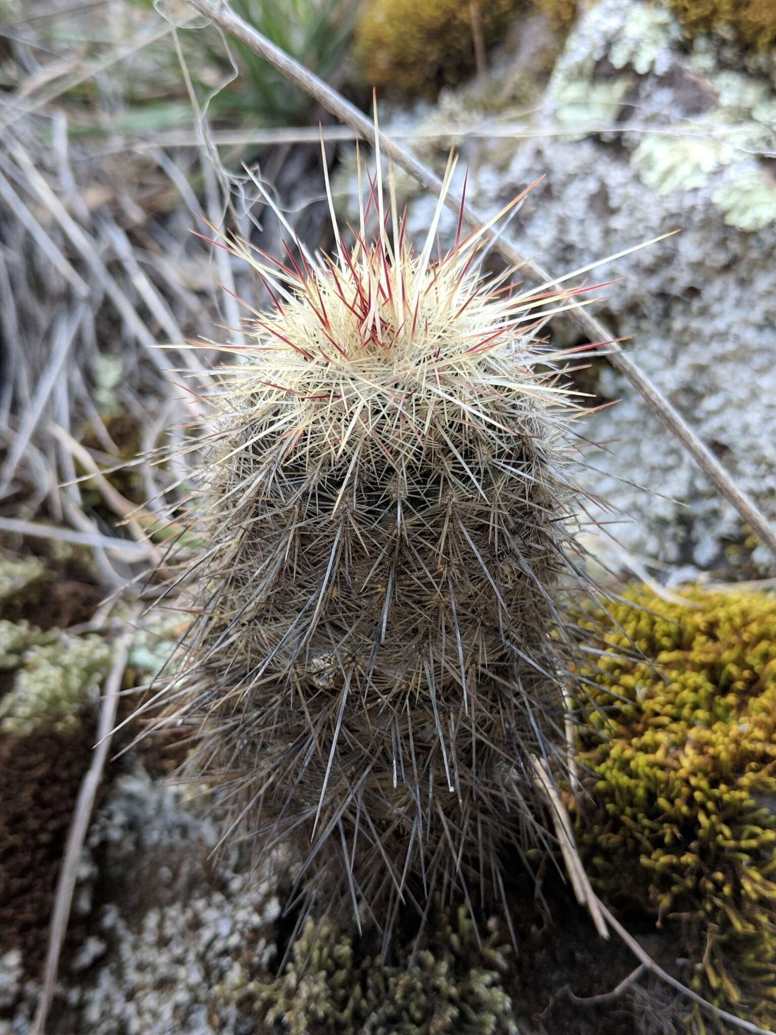 Image of Echinocereus russanthus subsp. weedinii Leuck ex W. Blum & Mich. Lange