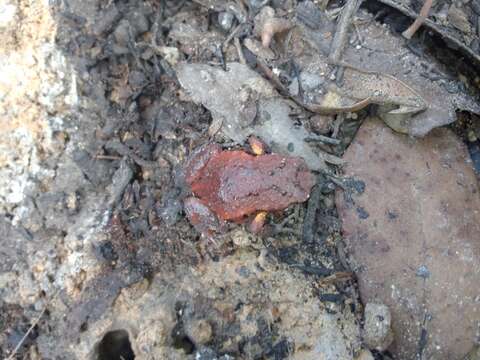 Image of Keferstein’s Toadlet