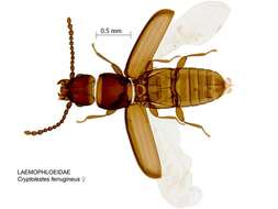 Imagem de Cryptolestes ferrugineus (Stephens 1831)