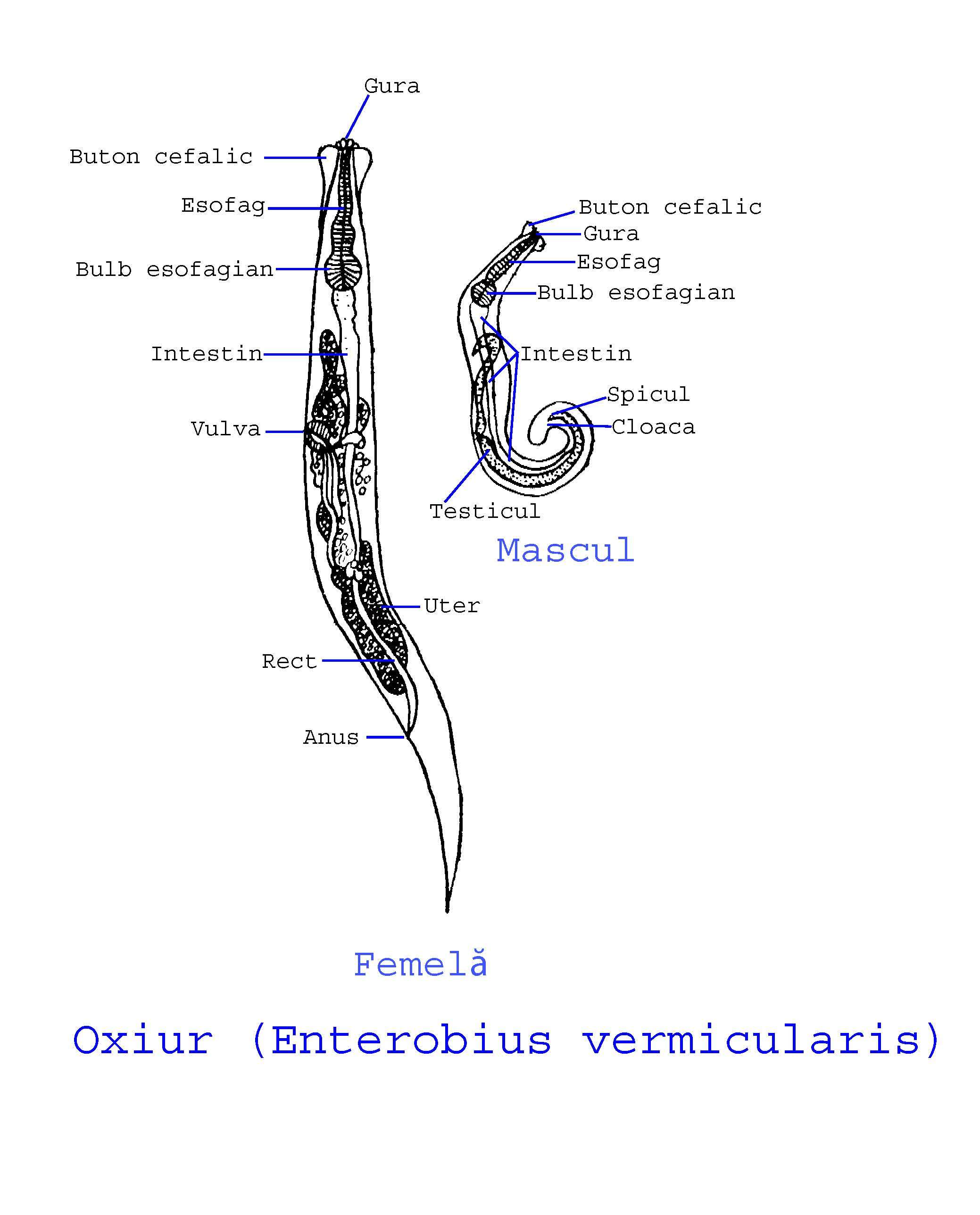 Image of Pinworm