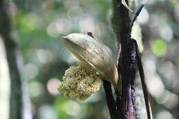 Image of Bactris setosa Mart.