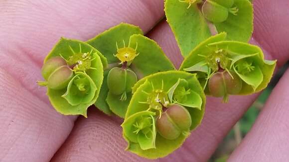 Image of Geraldton carnation weed