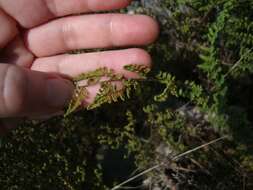 Imagem de Myriopteris lanosa (Michx.) Grusz & Windham