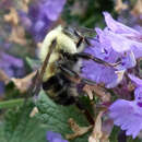 صورة Bombus bimaculatus Cresson 1864