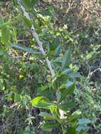 Image de Crescentia linearifolia Miers