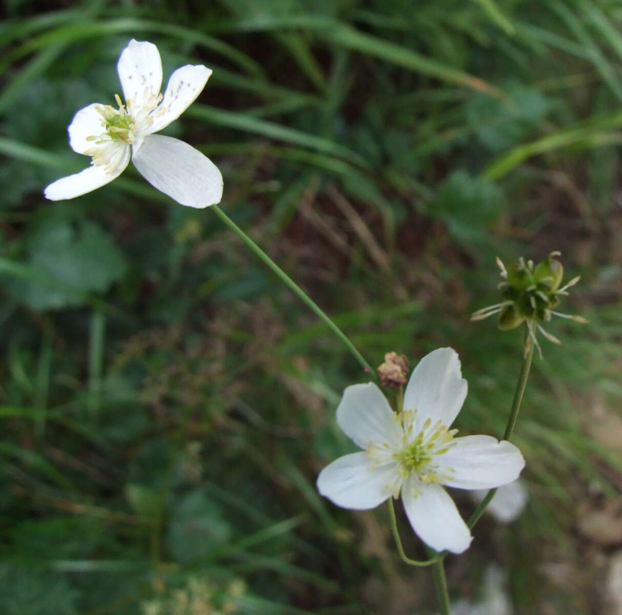 Plancia ëd Ranunculus platanifolius L.