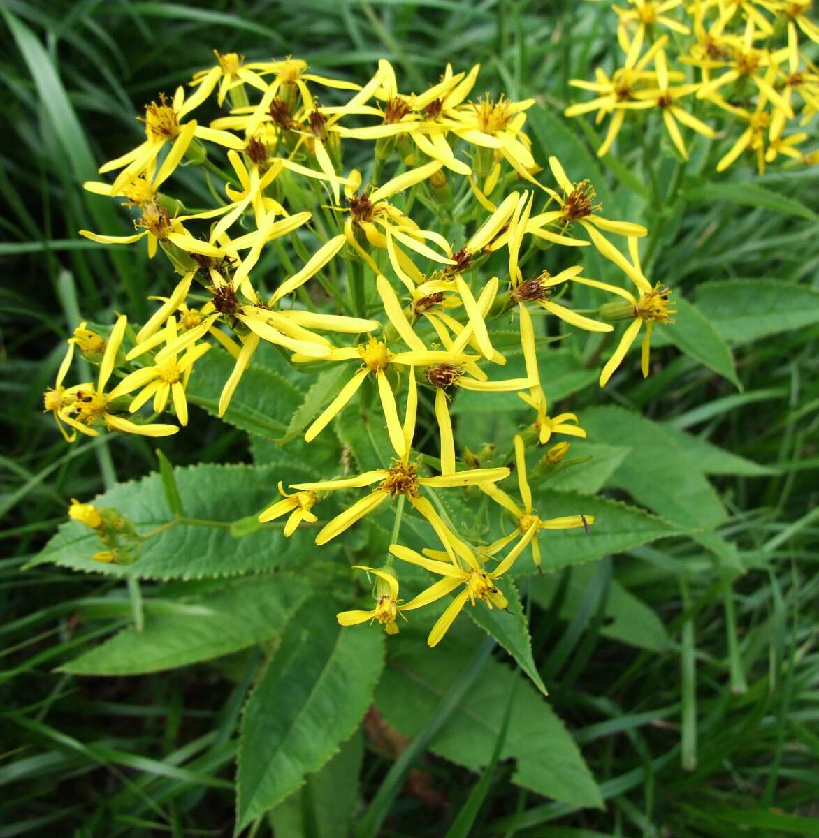 Image of wood ragwort